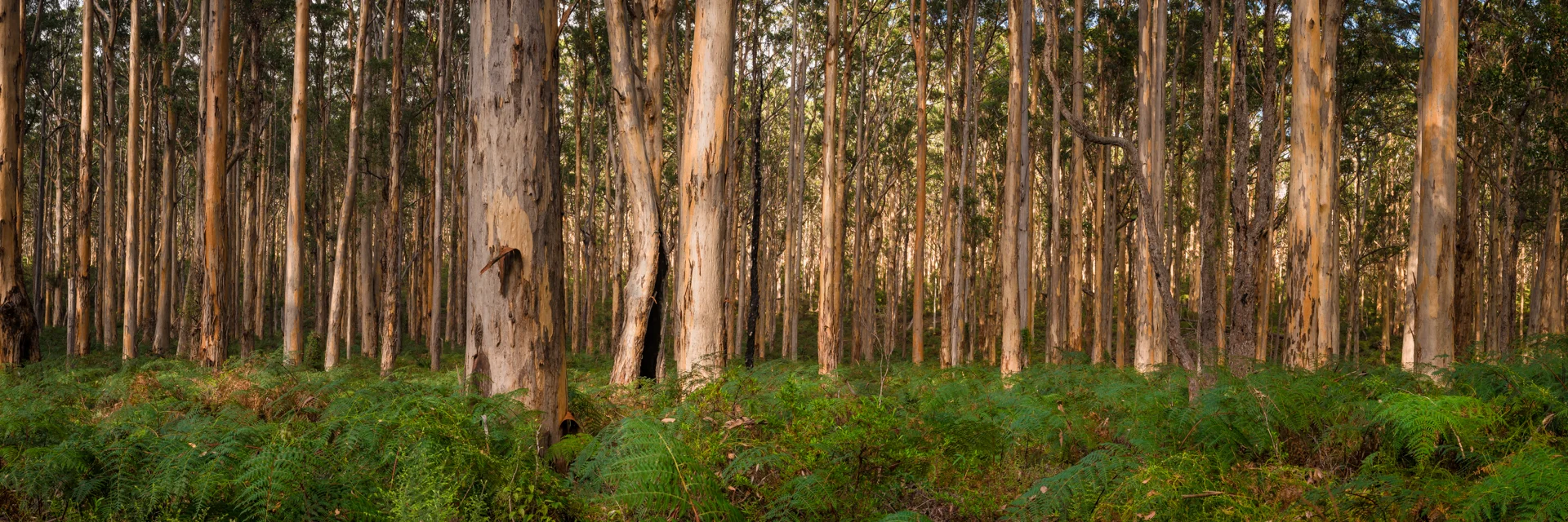 _DSC8177-Pano.jpg