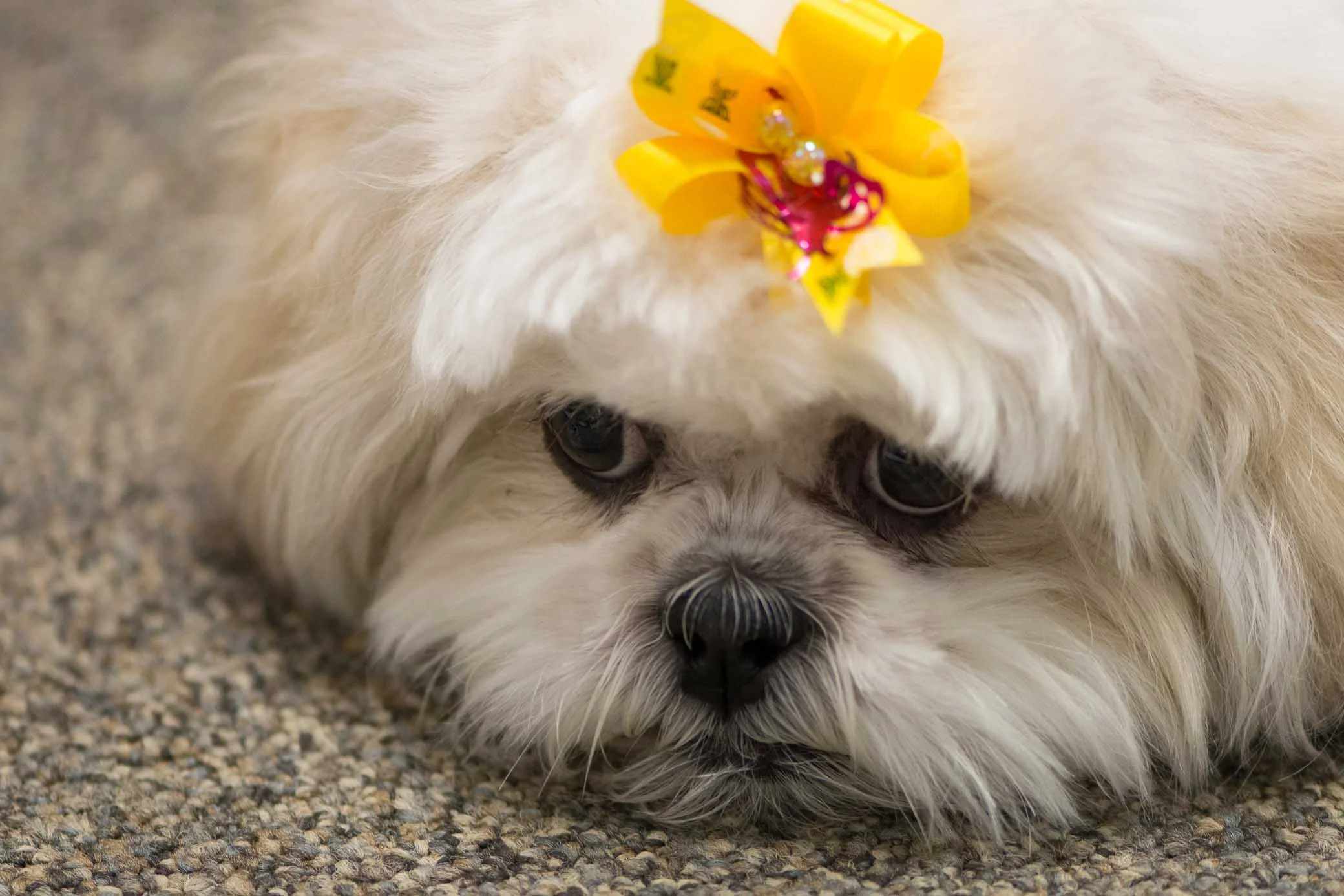 Paisley Returns from Groomers-19-SMALL.jpg