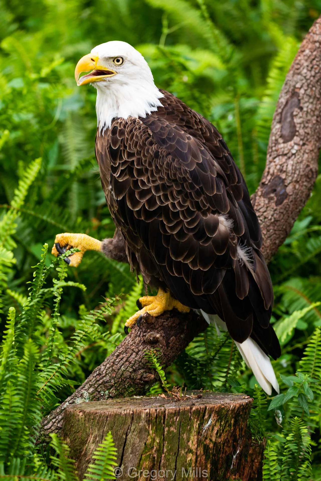 Bald Eagle at ZooTampa
