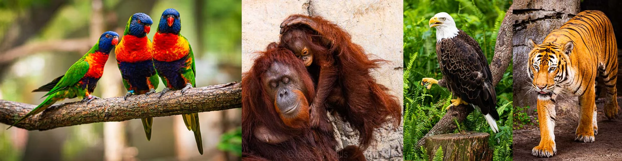 These are a few photos I took from my last trip to ZooTampa at Lowery Park this summer.