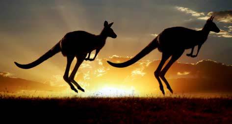 Australian outback kangaroo on the sunset