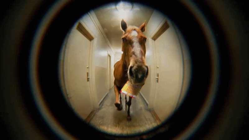 horsegif.gif