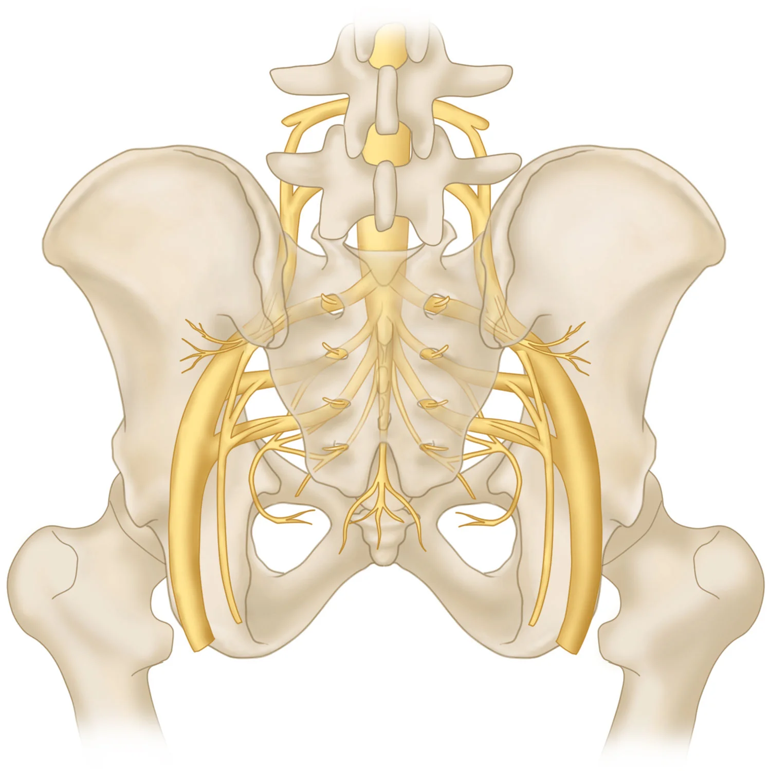 Benzel’s Spine Surgery , 4e by Edward C. Benzel MD and Michael P Steinmetz MD © Elsevier