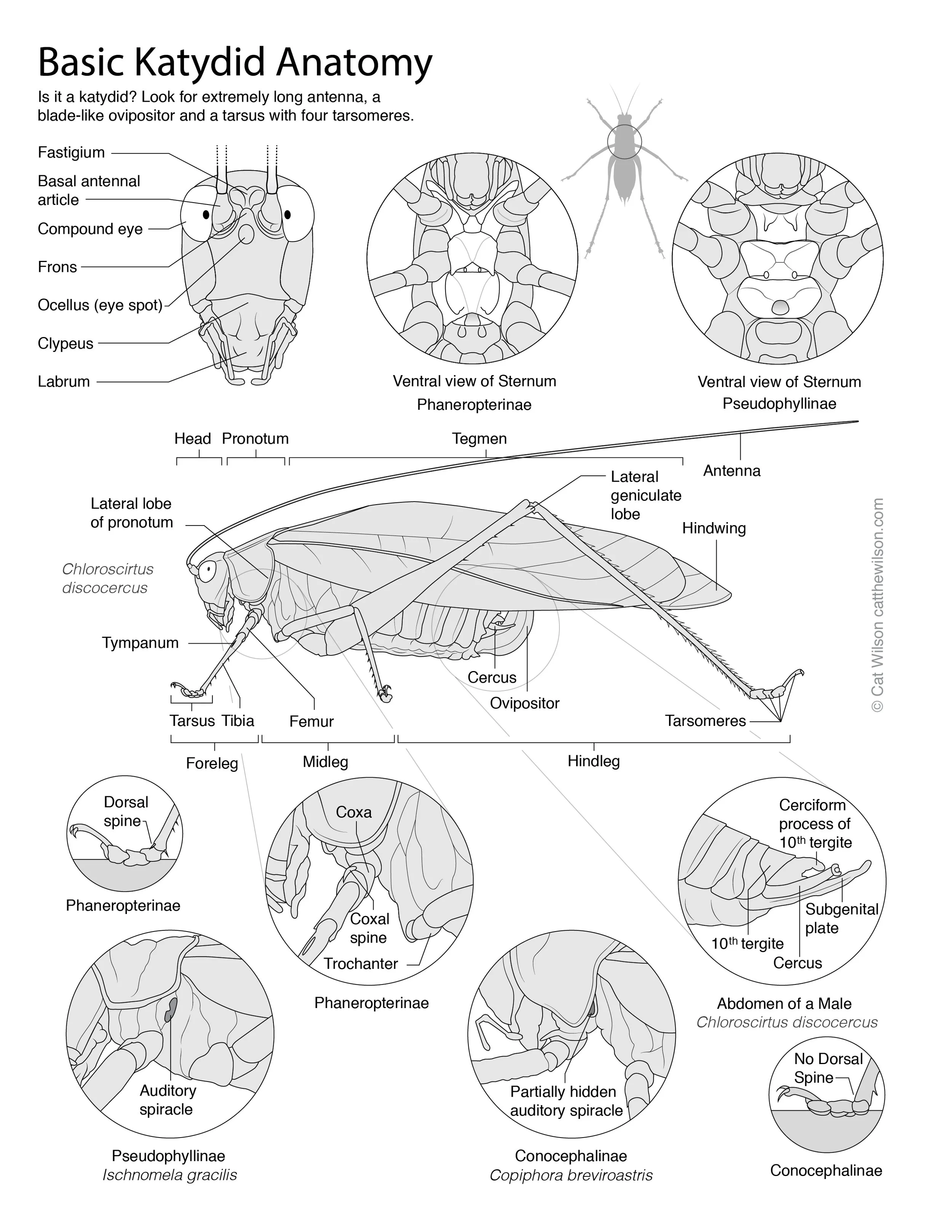 Kaytdid_Family_GuideFinal-02.jpg