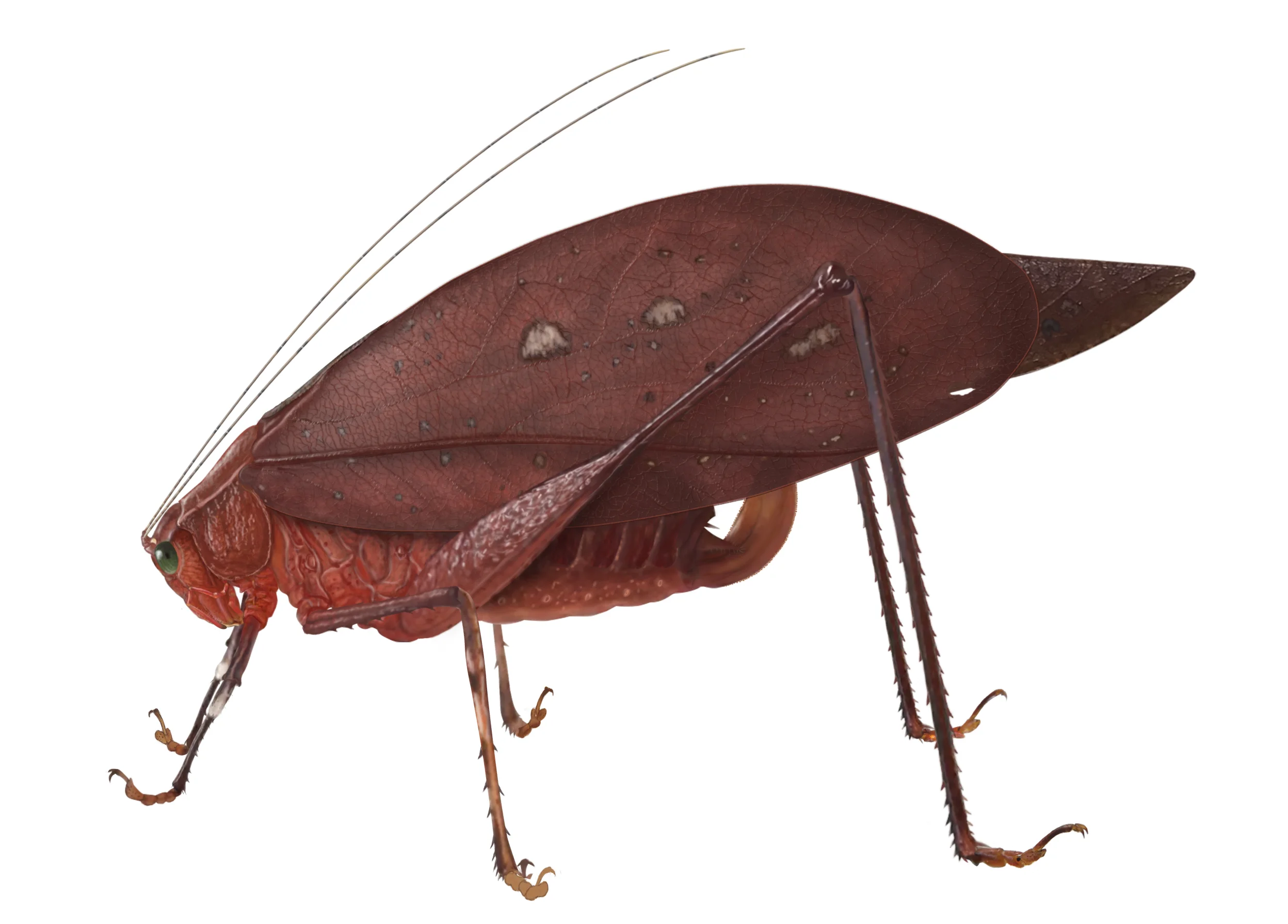 Orophus copy.jpg
