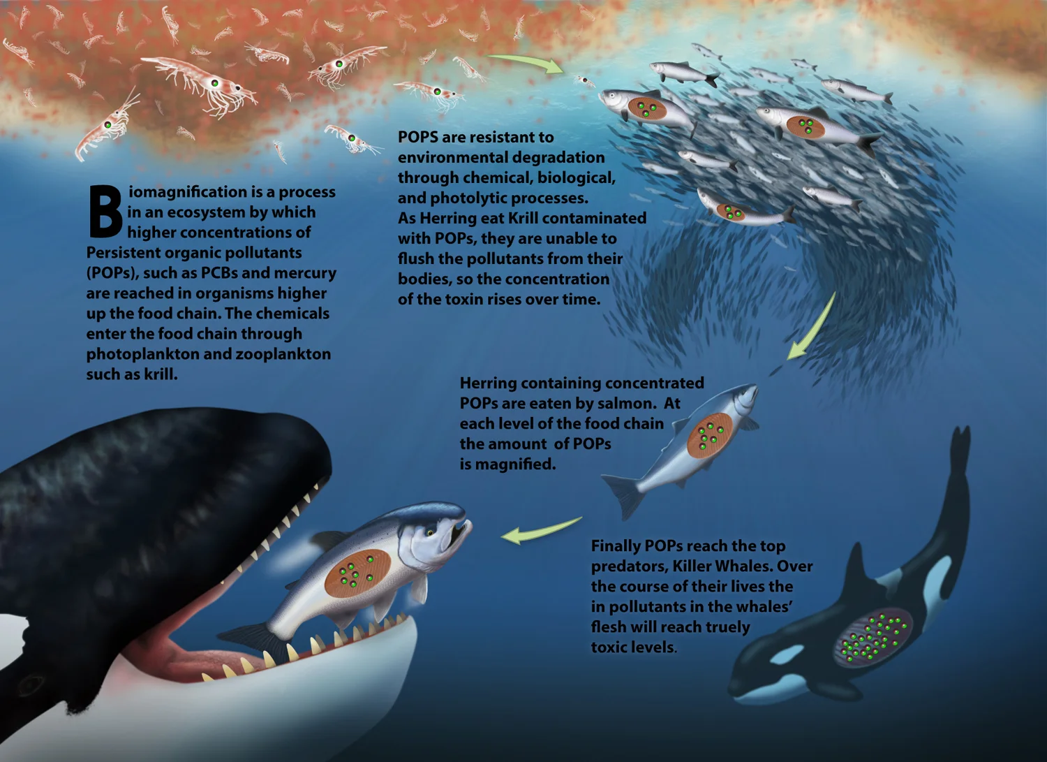 Biomagnification in an Alaskan Food Chain Created for the Science Illustration Program University of California, Santa Cruz