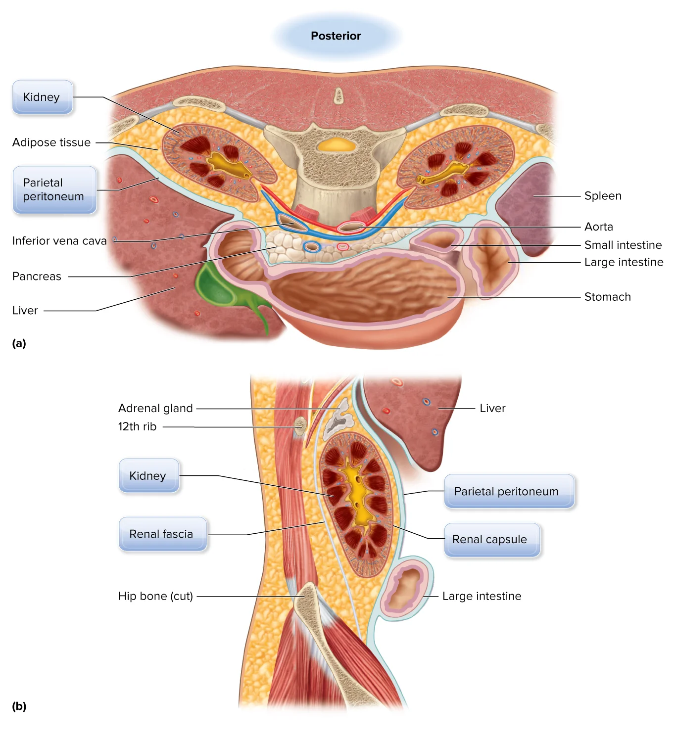 Kidney Cross section for MPS North America LLC Anatomy, Physiology & Disease, 2ed. by Roiger & Bullock © McGraw- Hill