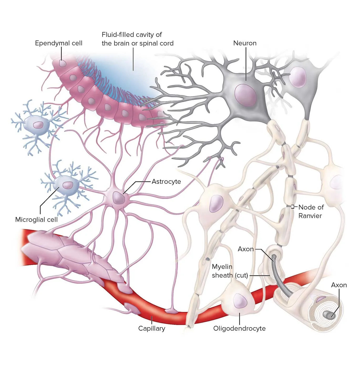 Neurons for MPS North America LLC Anatomy, Physiology & Disease, 2ed. by Roiger & Bullock © McGraw- Hill