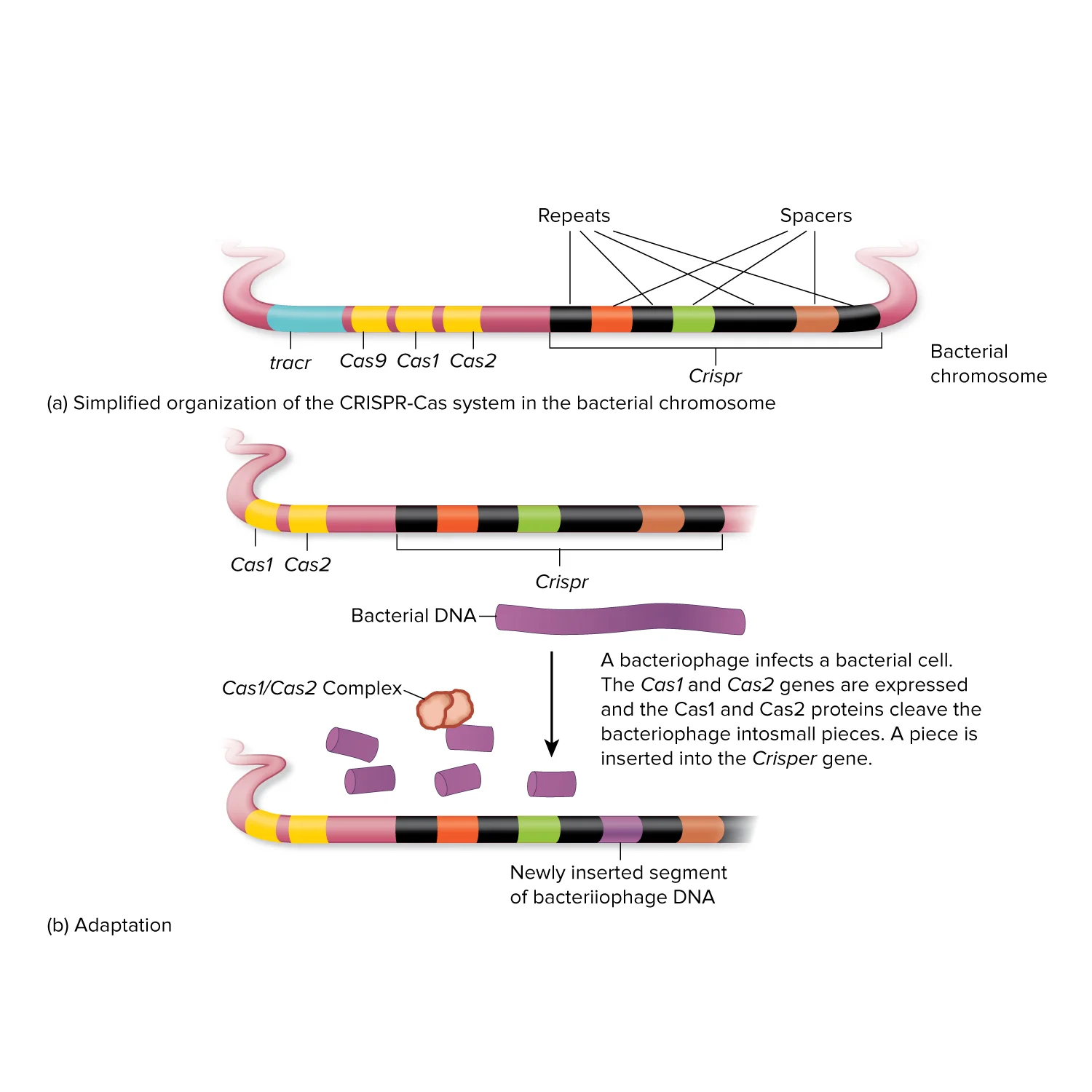  Principles of Biology, 2e by Robert Brooker and Eric Widmaier and Linda Graham and Peter Stiling ©McGraw-Hill Education 