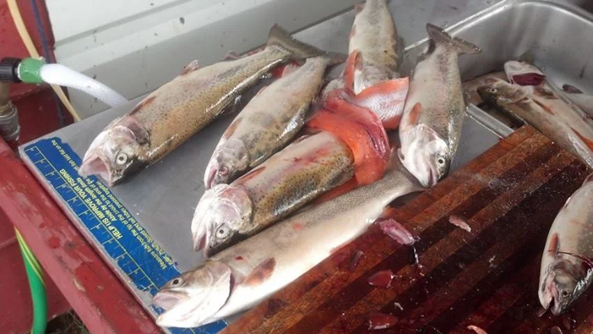 Rainbow Trout caught today.