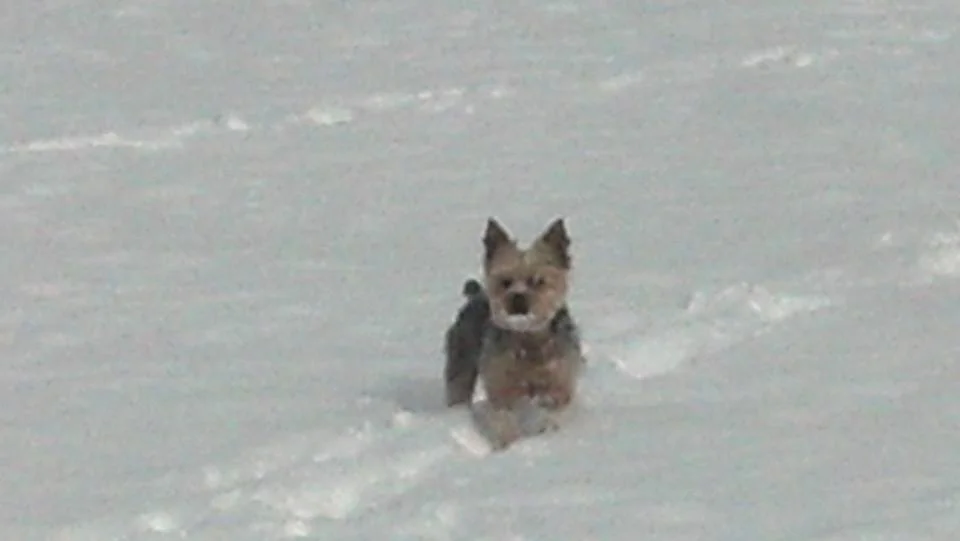 2014 May Snow in South Fork Colorado