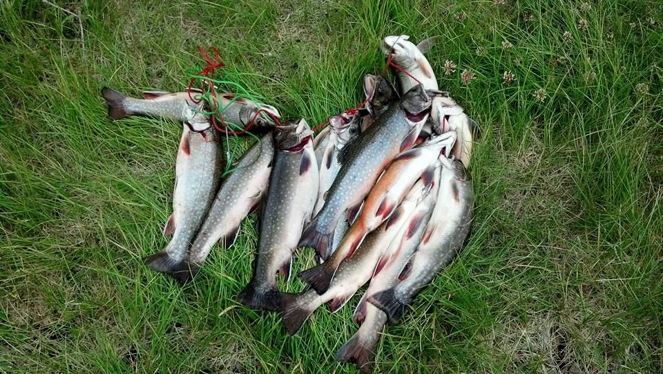 Brook Trout 7-17-14