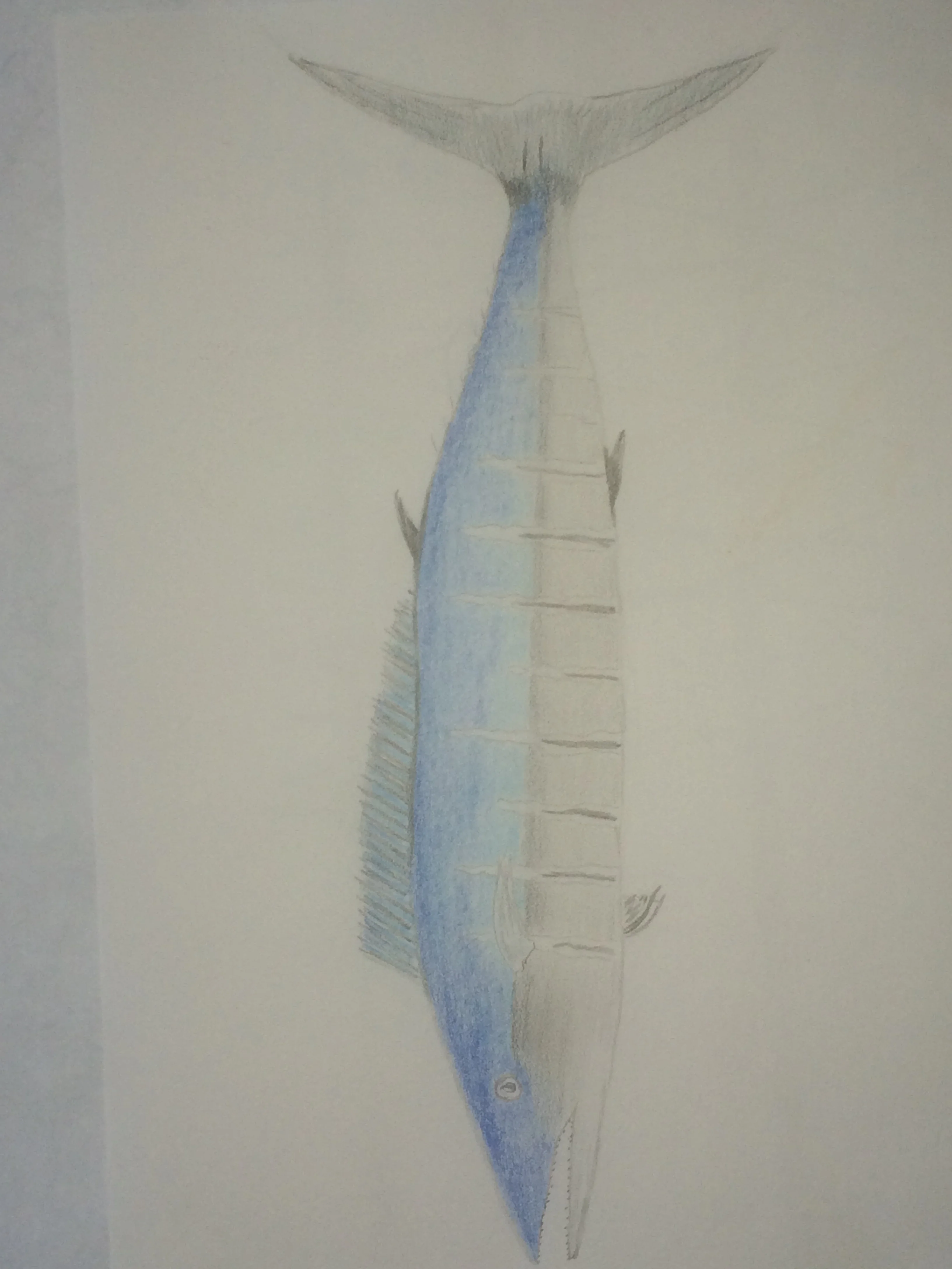 Ono fish