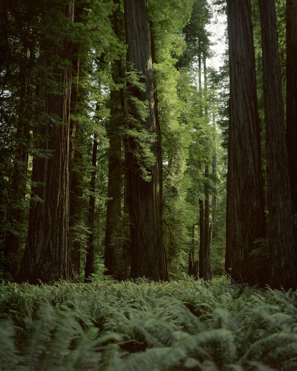 Redwoods.jpg