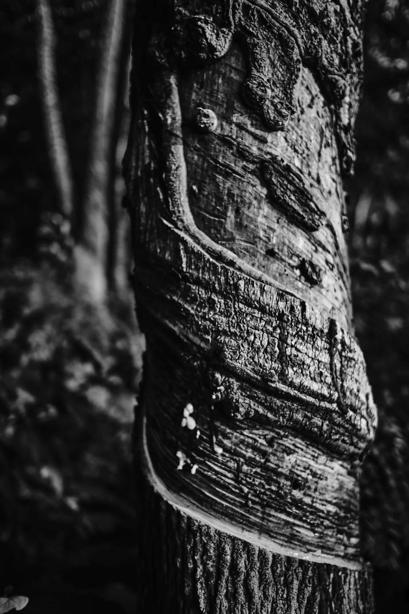 Portrait Session with Hevea