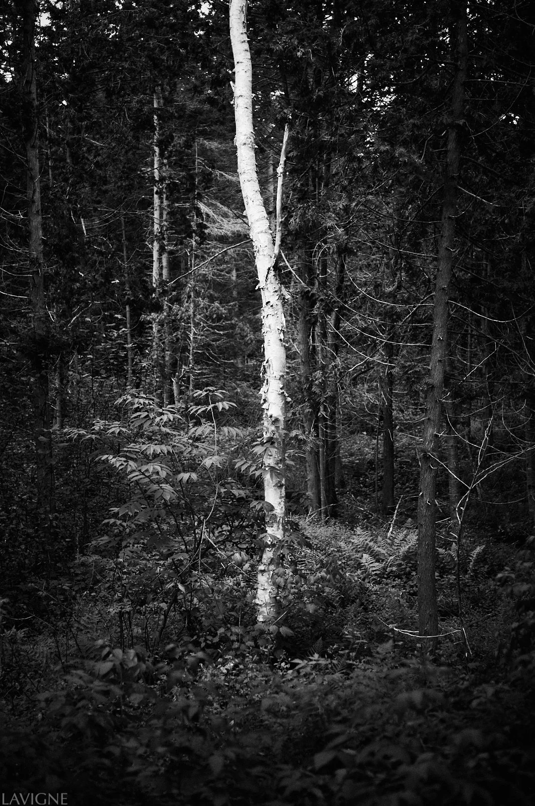 A Forest