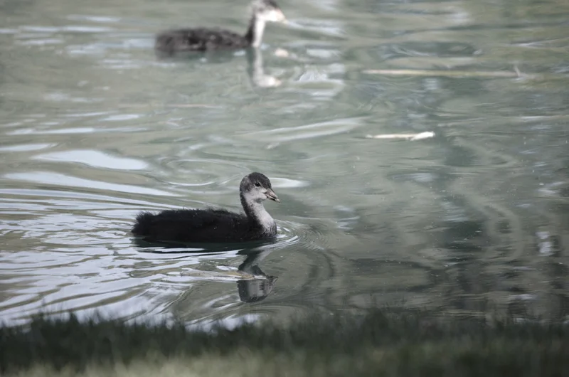 DSC_1504.JPG