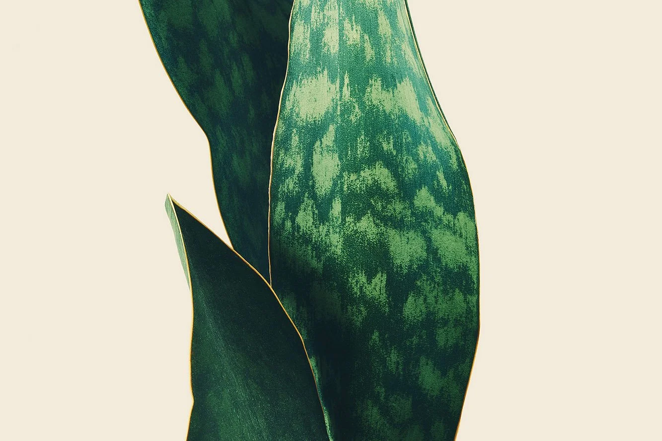 Botany