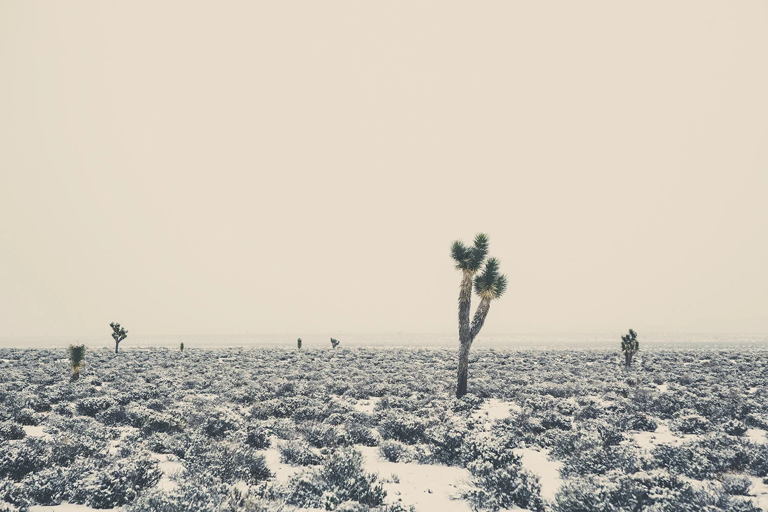 Cali_3143_18x12.jpg