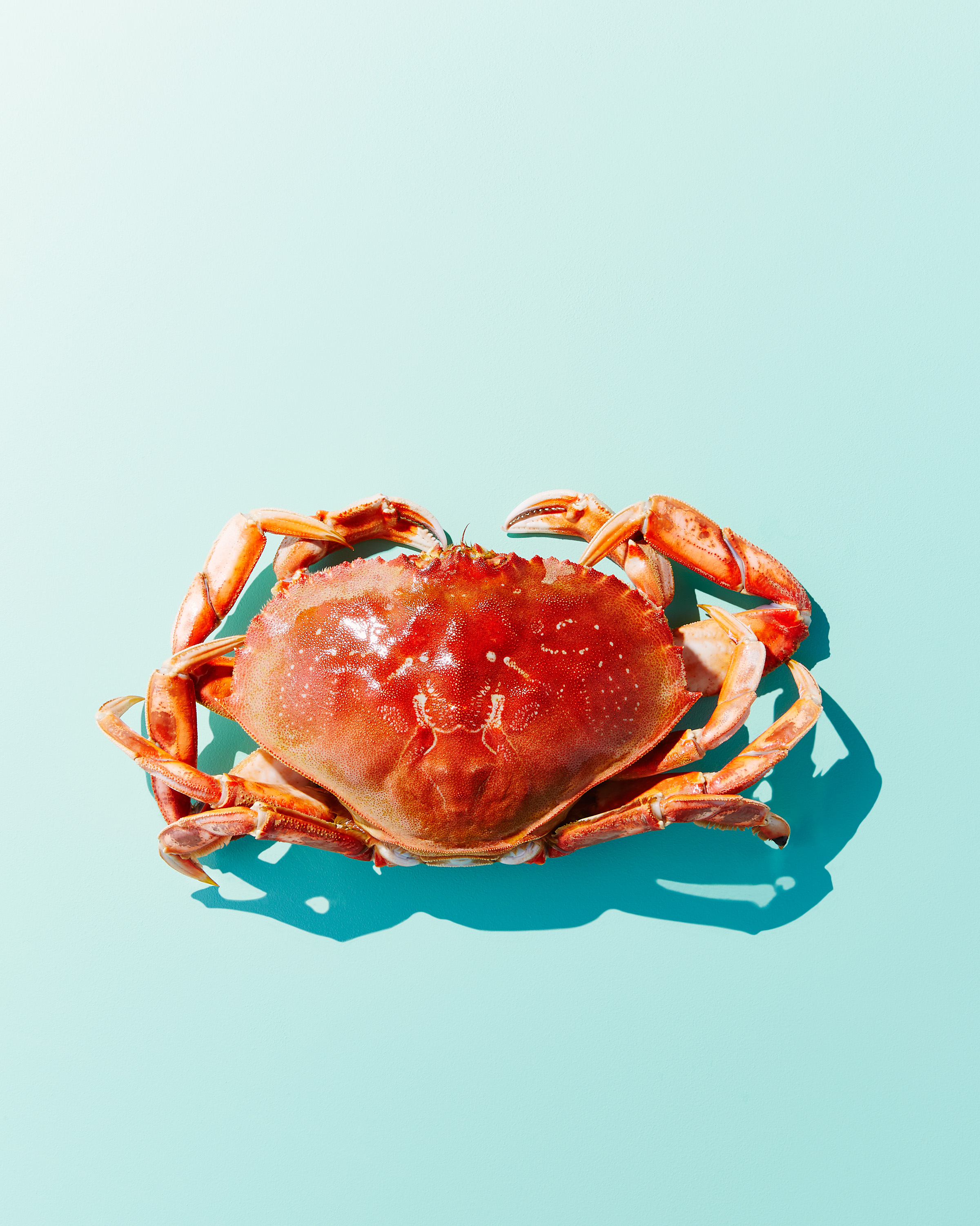 This was shot as a companion to a crab cake recipe for the Lick Your Plate book that is coming out in early 2016. I'm very excited about a lot of the shots from this cookbook. We took things in a completely new direction in terms of lighting and compostion. Hard punchy light with strong defined shadows and lots of negative space for the food. Love this look!