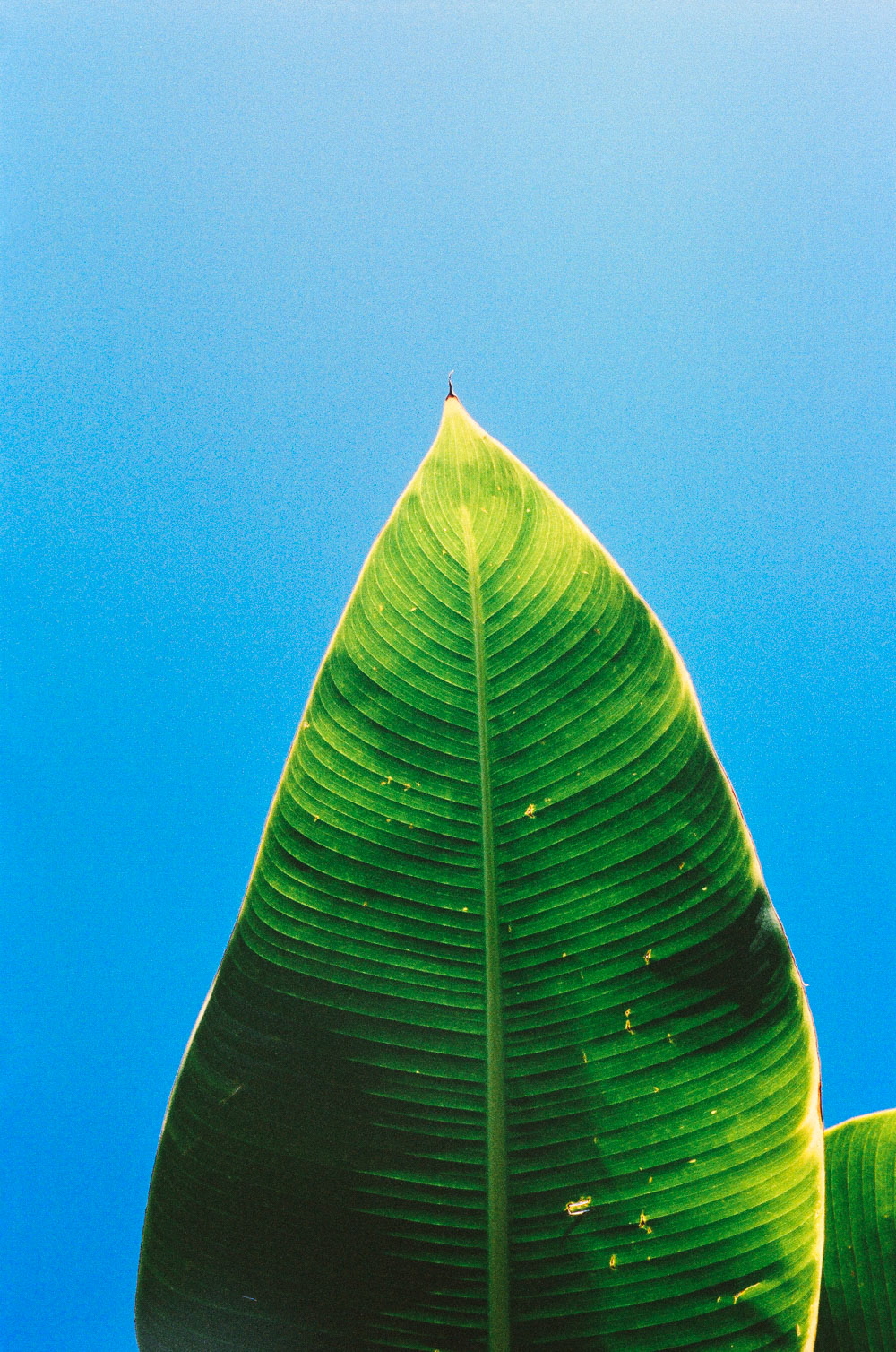 Princeville. Olympus OM-1 50mm. Kodak Portra 400