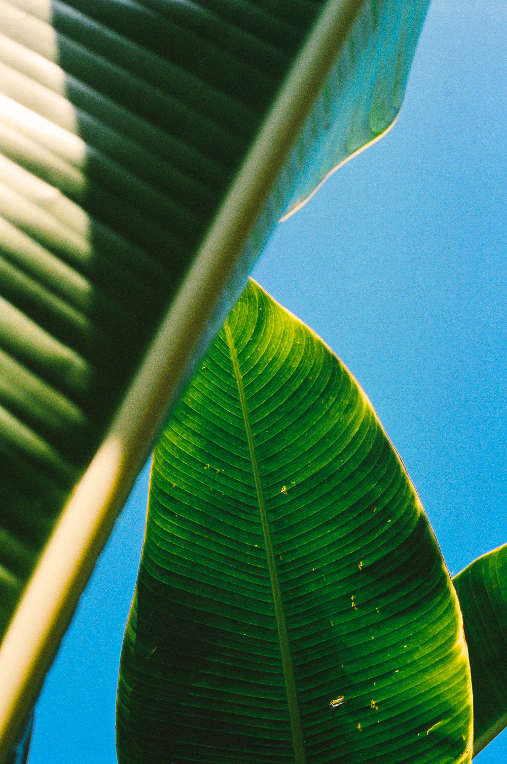 Princeville. Olympus OM-1 50mm. Kodak Portra 400