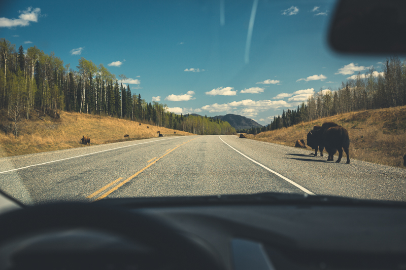 So many of these beautiful beasts roaming the landscape. The Alaska Highway, North BC - Canon 5DMKIII 39mm - 1/800 @ f4, ISO 160