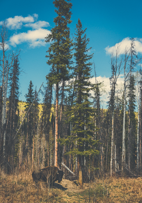 The Alaska Highway, north BC - Canon 5DMKIII 70mm - 1/400 @ f5.6, ISO 200