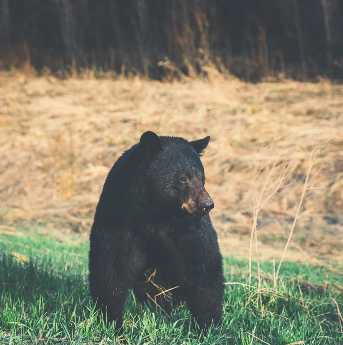 One of the many black bears I saw on this trip - Canon 5DMKIII 70mm - 1/800 @ f3.2, ISO 640