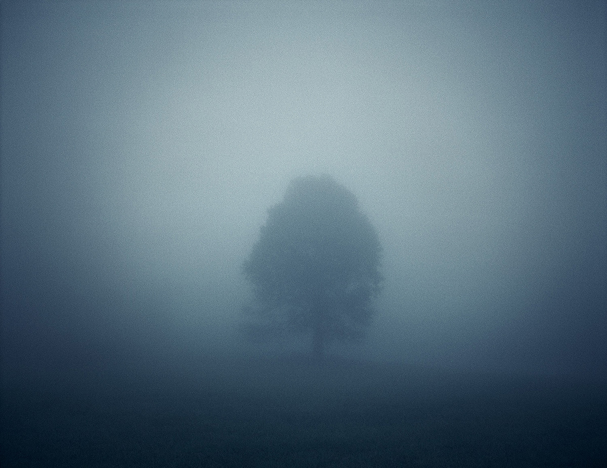 Fog Tree, Appalachian Mountains