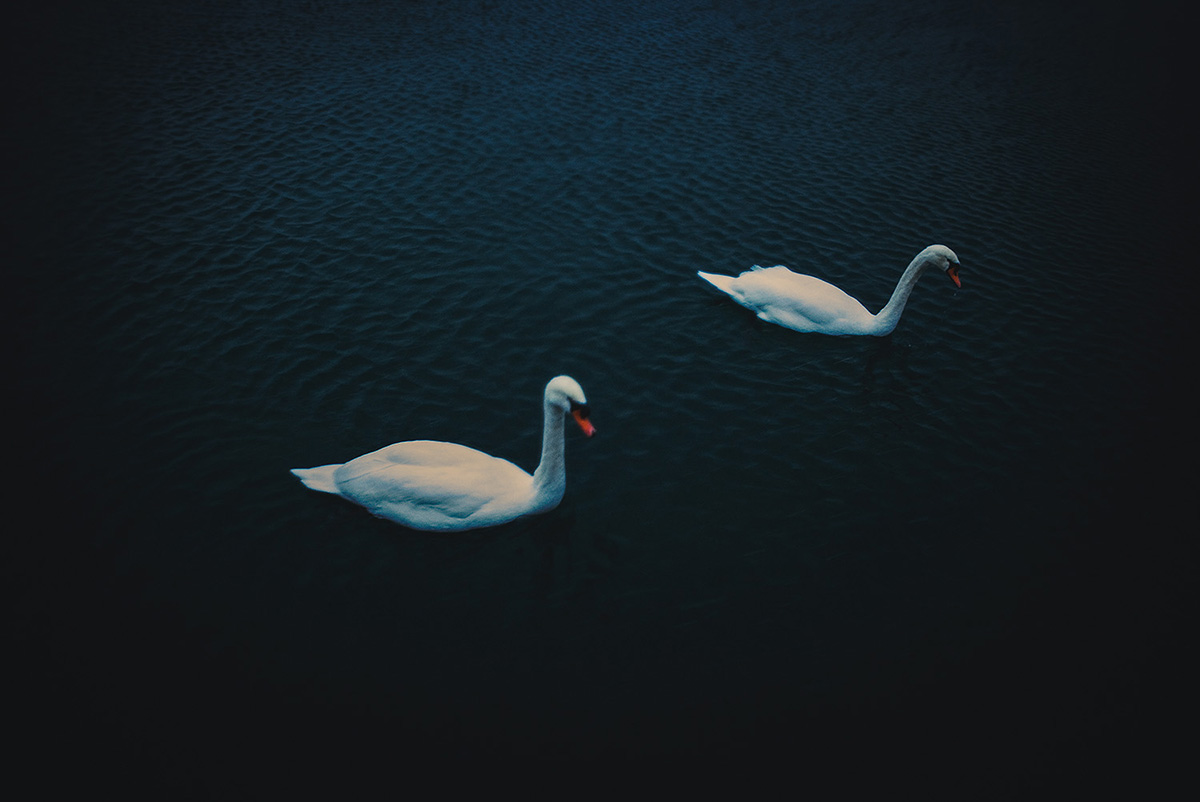 2 Swans, Lake Ontario