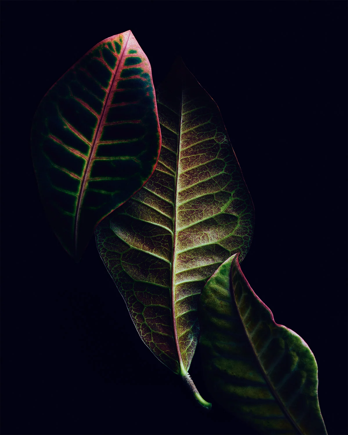 RS_53791 1-A.jpg