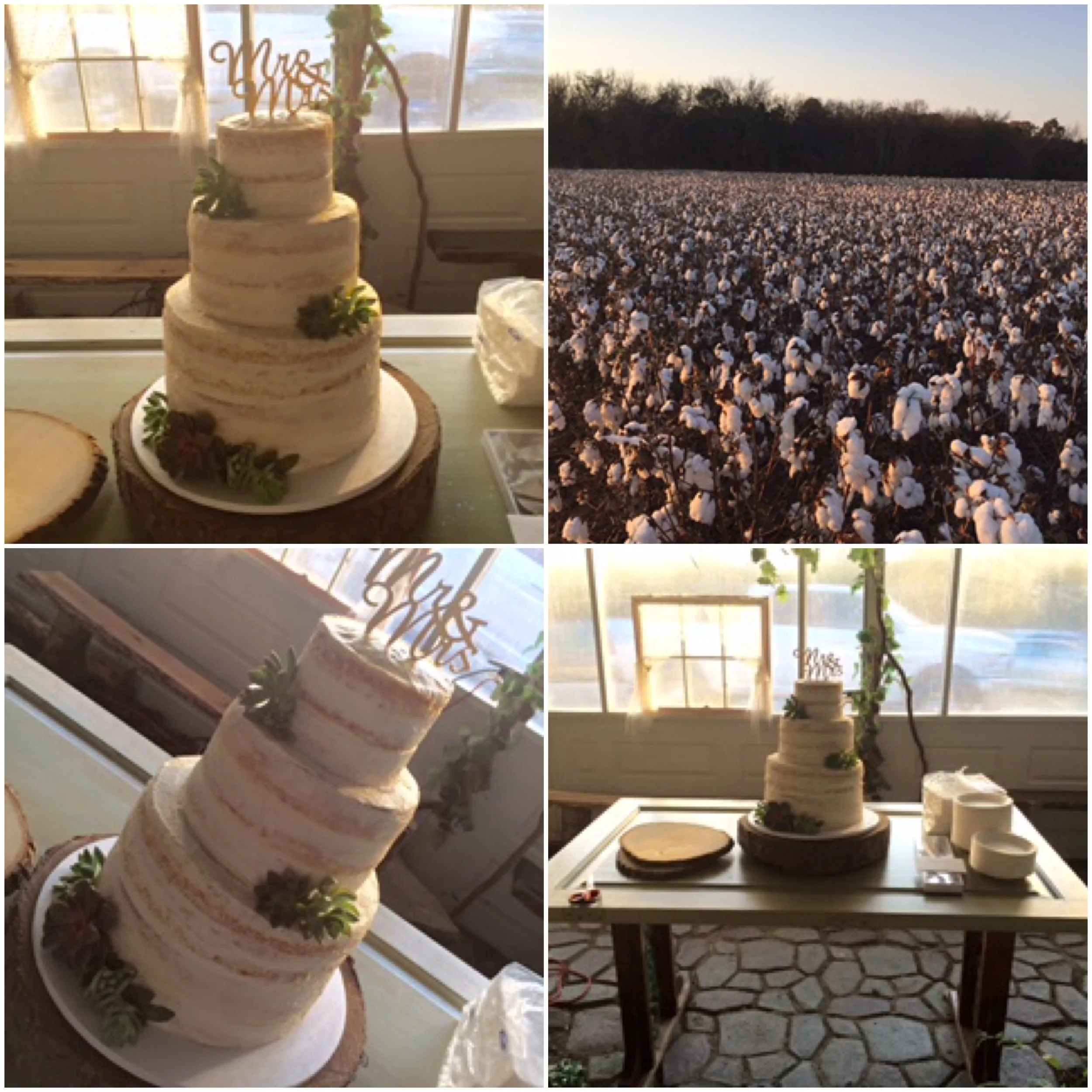 Succulent Naked Cake