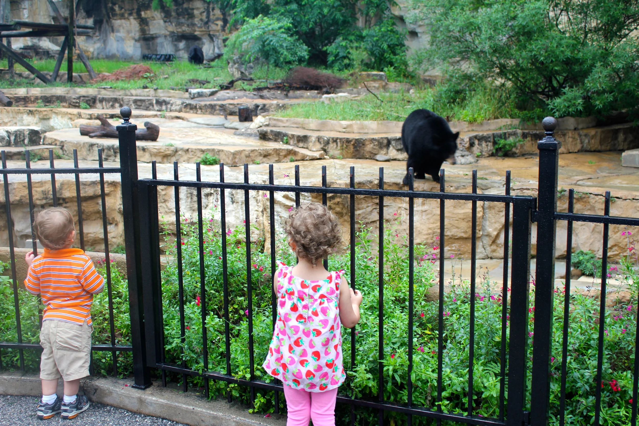An American Black Bear and two small children, transfixed at the being before them.