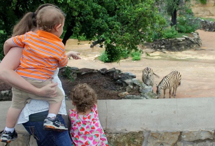 Zebras!