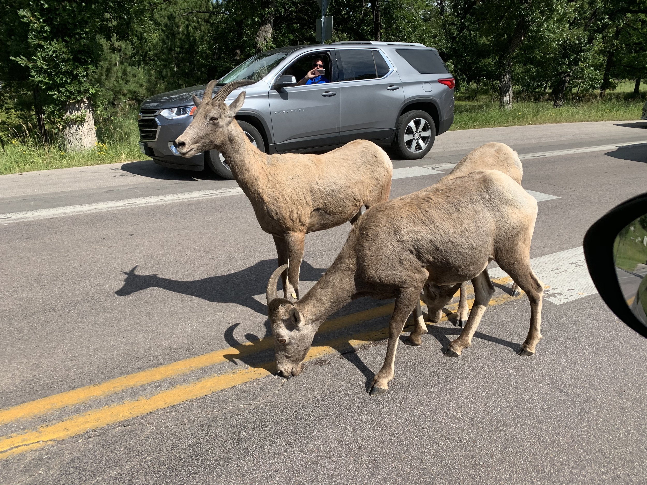  Mountain Goats! In the middle of the road, stopping traffic. We didn’t mind. 