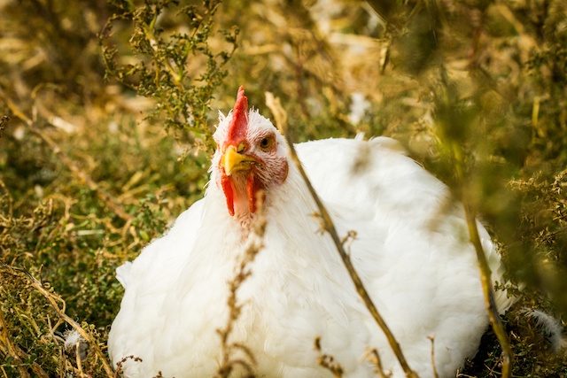 Free Roaming Chickens
