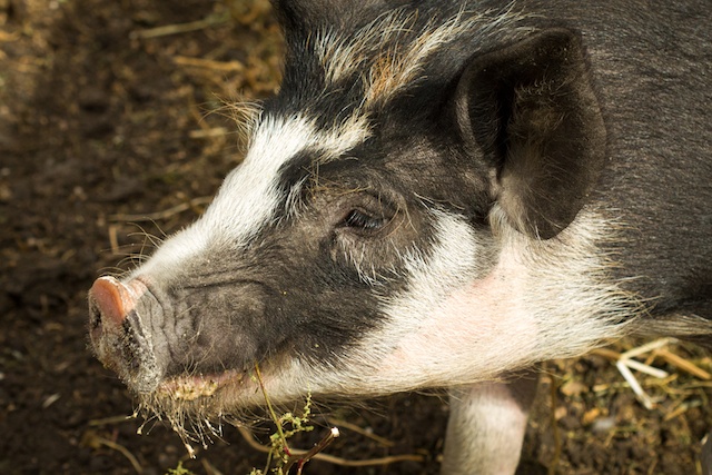 Berkshire Pork
