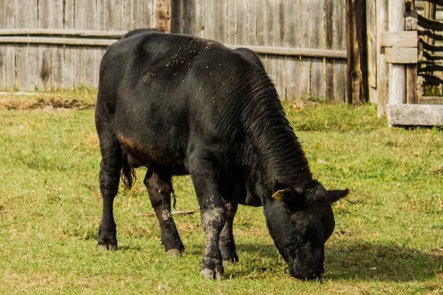 Grass Finished Beef