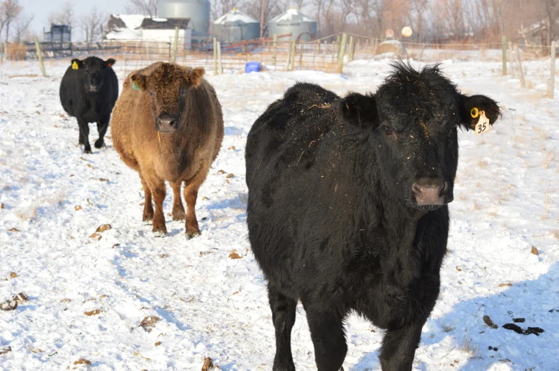 Winter months on the farm