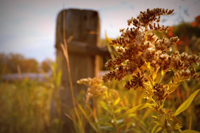 Fall at the farm