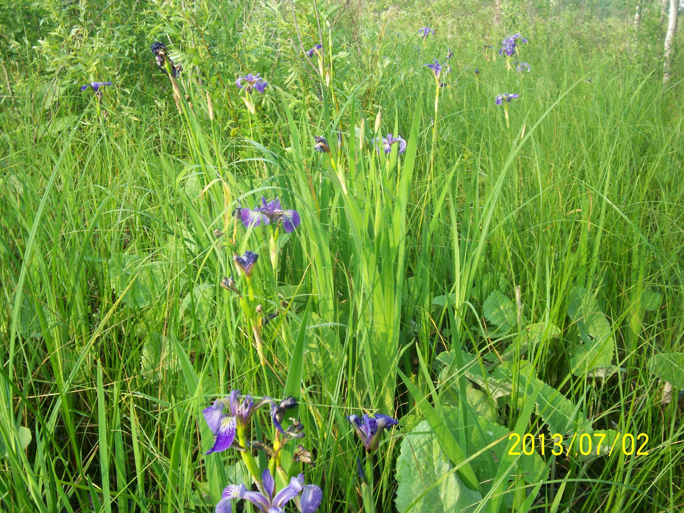 Wild Blue Flags