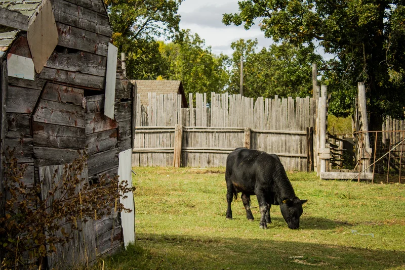Fall at the farm