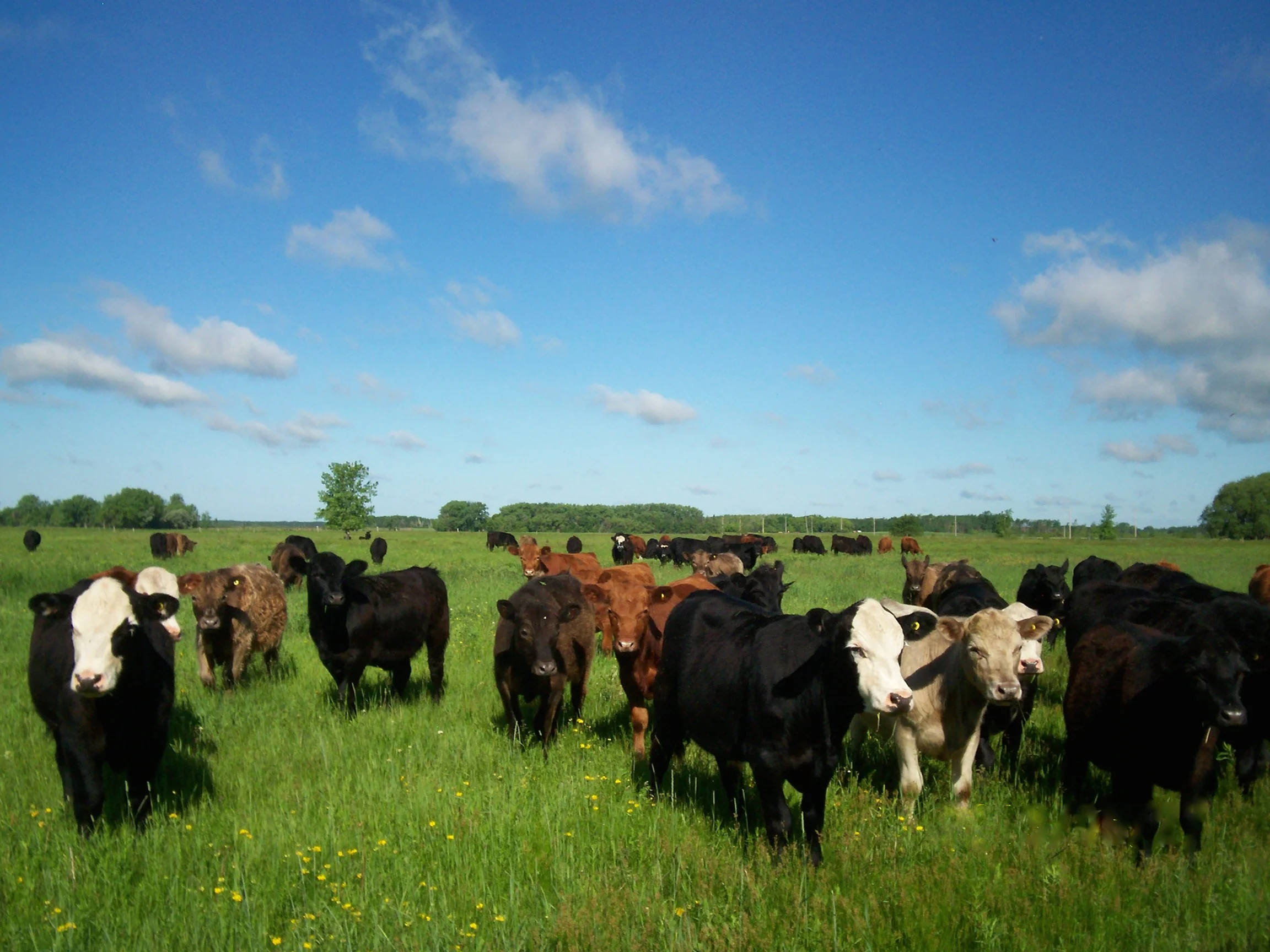 Steers on pasture