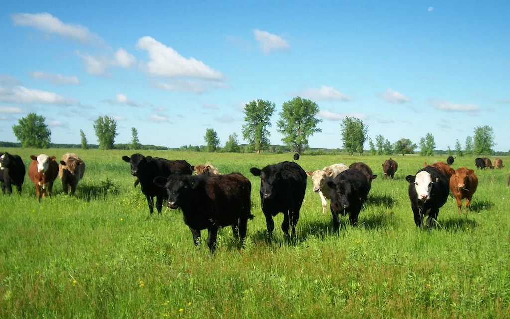Pastures in Woodmore, Manitoba