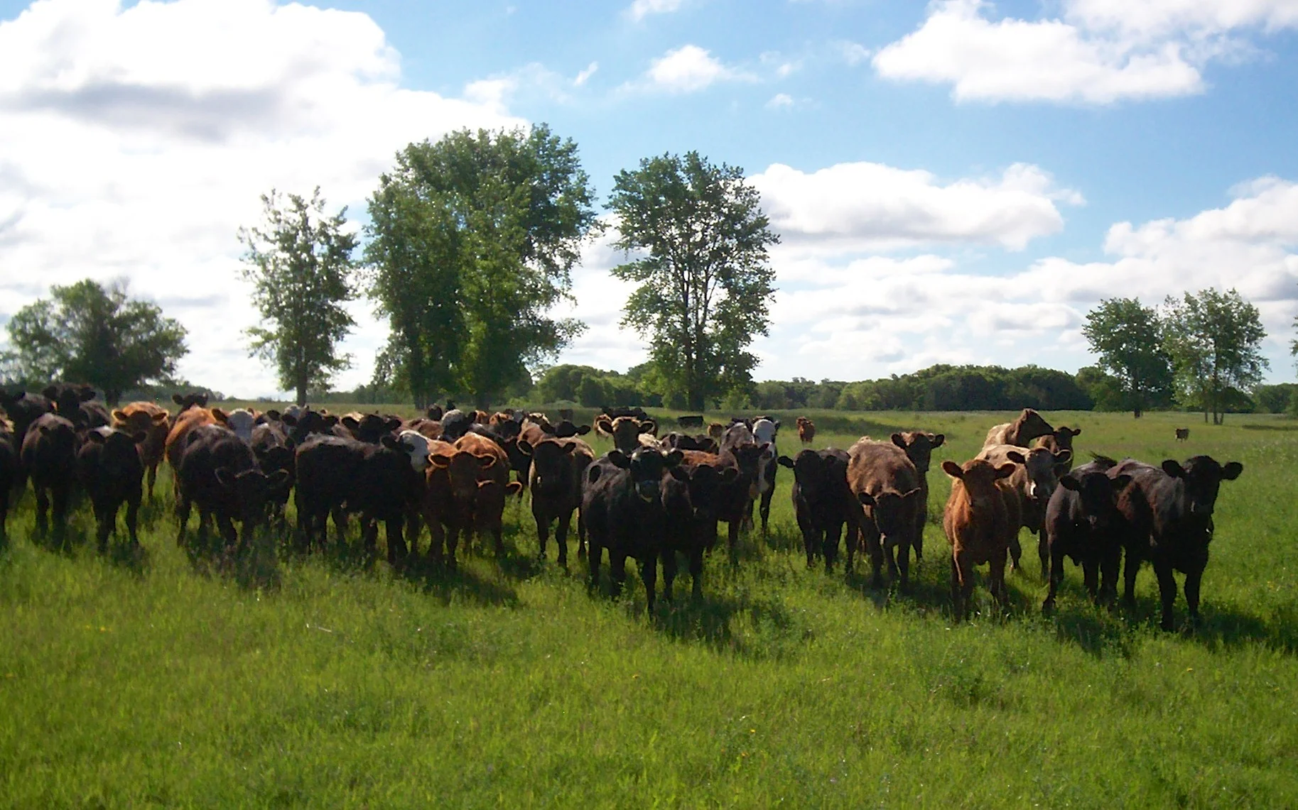 Steers on pastures