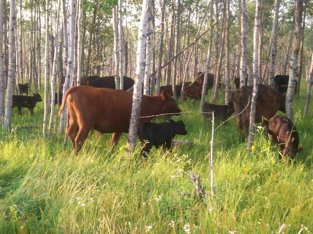 Cows and their calves on pastures