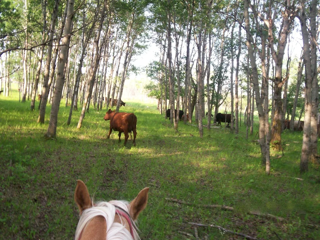 Checking cattle on horseback