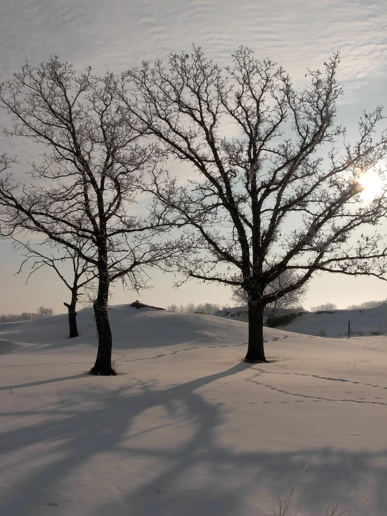 Winter oaks