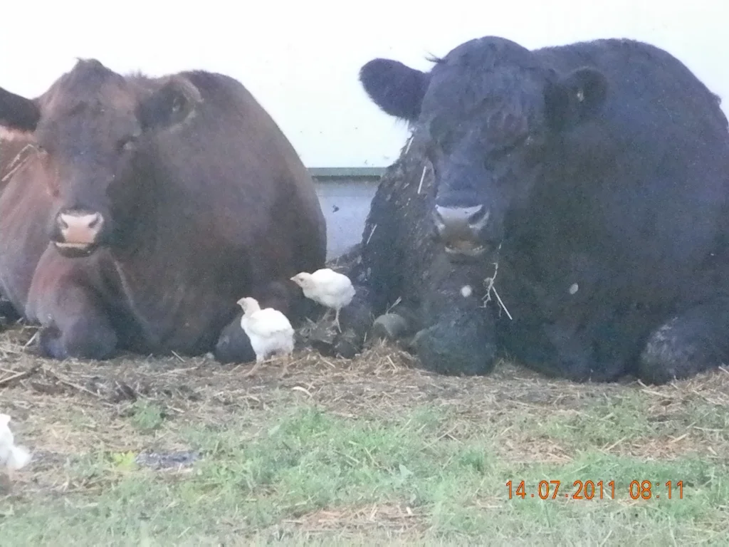 Chicks and cattle are friends